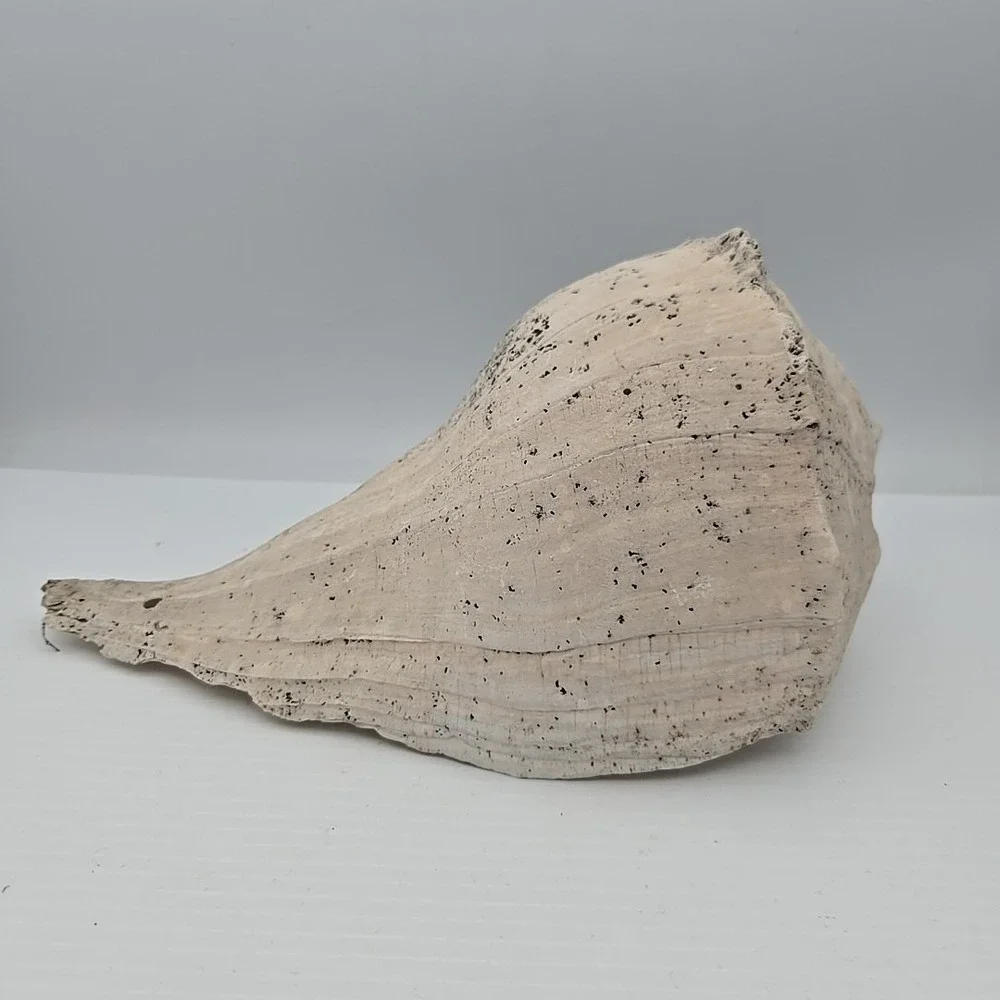 Large Lightning Whelk 10